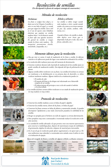 2 RECOLECCION DE LAS SEMIILLAS