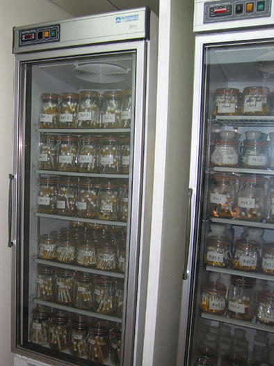 CÁMARAS DE REFRIGERACIÓN