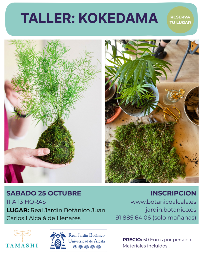 Taller de kokedamas