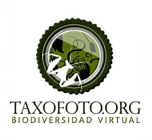 Logo proyecto Taxofoto