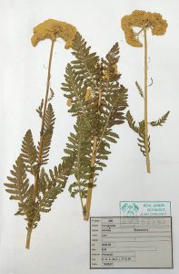 herbario01