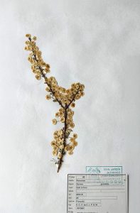 herbario02