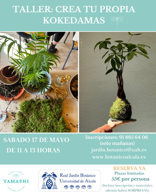 Taller de kokedamas