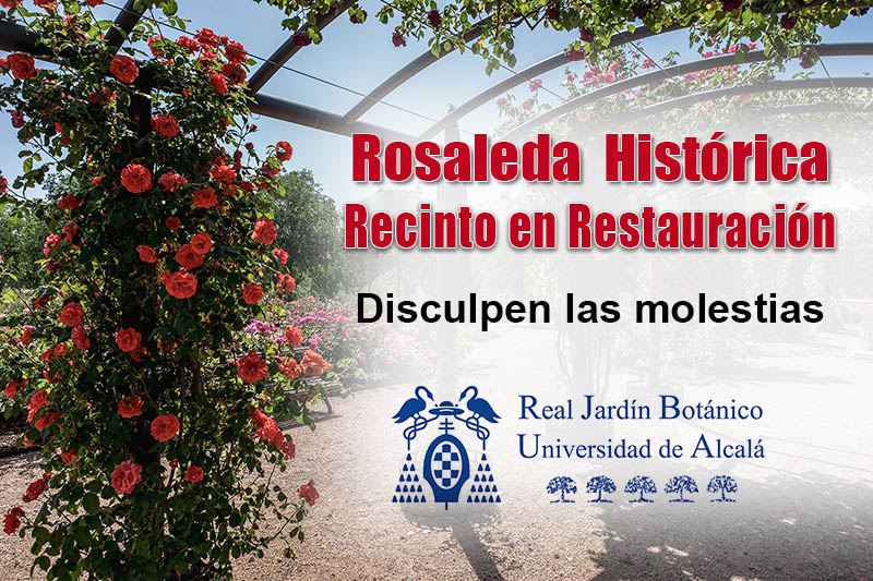 Rosaleda Histórica