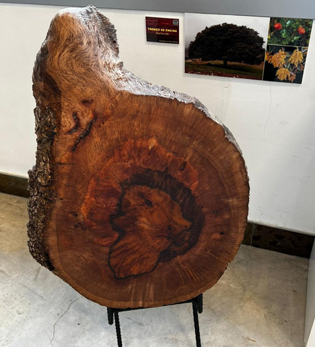 Sección transversal de tronco de encina (Quercus ilex)