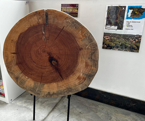 Sección transversal de tronco de pino piñonero (Pinus pinea)