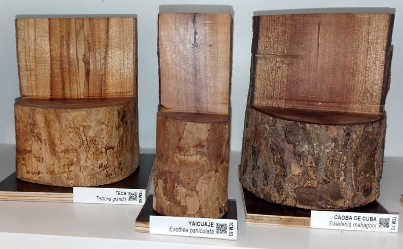 Muestras de cortes mixtos en troncos de algunas especies arbóreas.