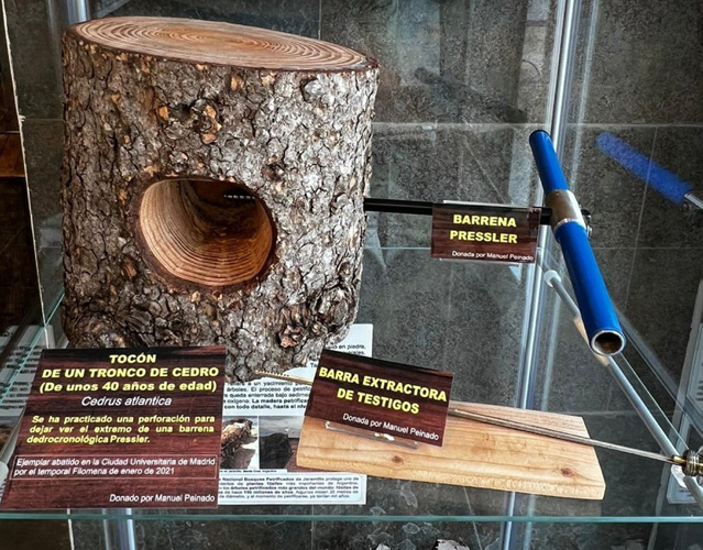 Explicación del uso de la barrena dendrocronológica Pressler con un tocón de un tronco de cedro
