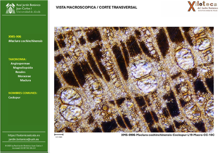 Ficha VISTA MACROSCÓPICA de una muestra de Maclura cochinchinensis