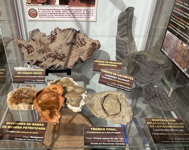 Maderas petrificadas y fosilizadas