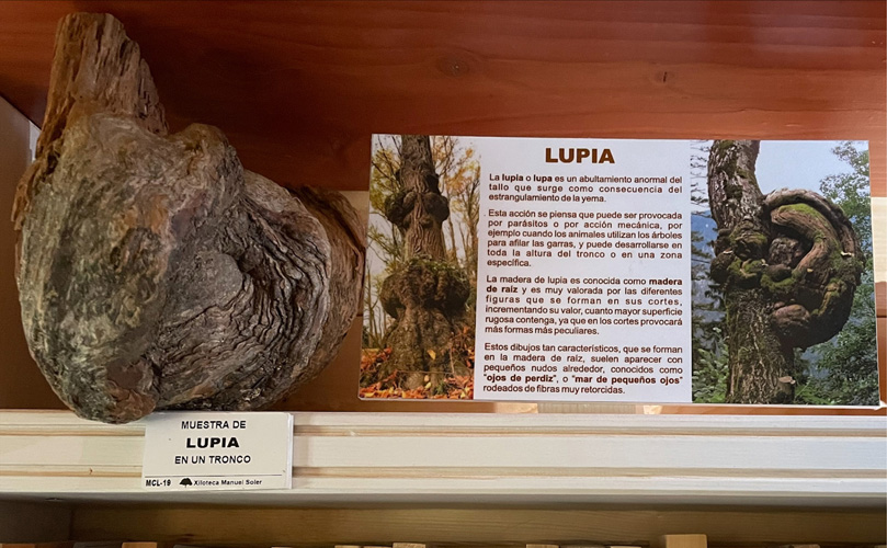 Muestra de lupia o madera de raíz