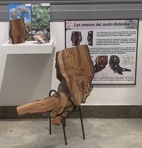 Injerto en cerezo del Jardín Botánico ilustrado con un panel didáctico