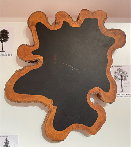 Corte transversal de un ébano africano (Dispyros crassiflora)