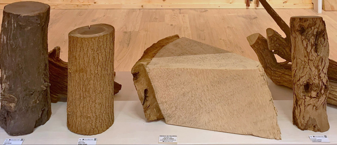 Muestra de secciones en troncos de distintas especies arbóreas.